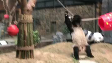 熊生不就是起起落落?论国宝大熊猫有多扛摔